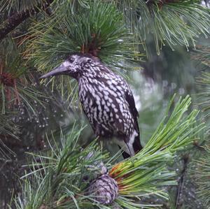 Spotted Nutcracker