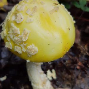 Fly Agaric