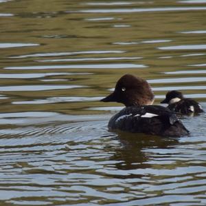 Common Goldeneye