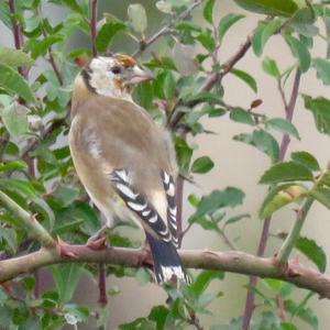 European Goldfinch