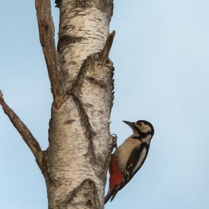 Great Spotted Woodpecker