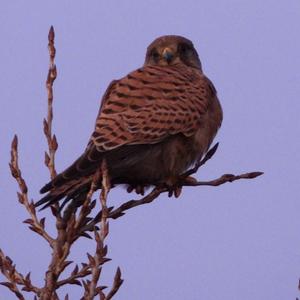 Common Kestrel