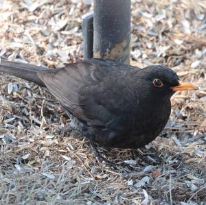 Eurasian Blackbird