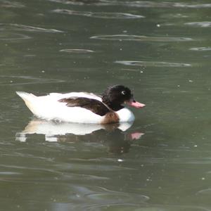 Common Shelduck