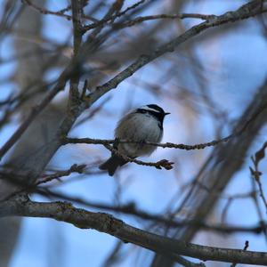 Coal Tit