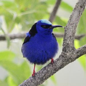 Red-legged Honeycreeper