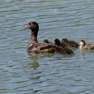 Tufted Duck