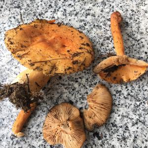 False Chanterelle