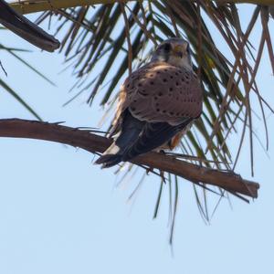 Common Kestrel