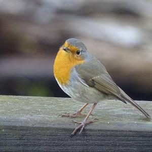 European Robin