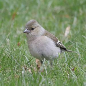 Eurasian Chaffinch