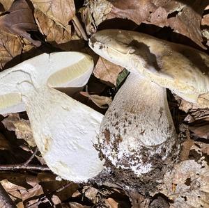 Summer Bolete