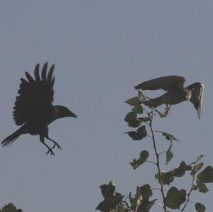 Common Kestrel