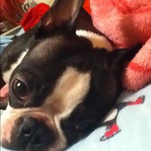 Boston Terrier