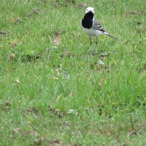 White Wagtail