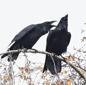 Common Raven