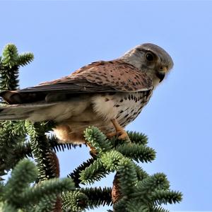 Common Kestrel