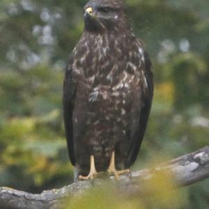 Common Buzzard