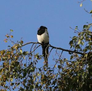 Black-billed Magpie