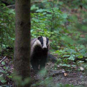 European Badger