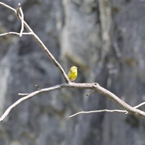 European Serin