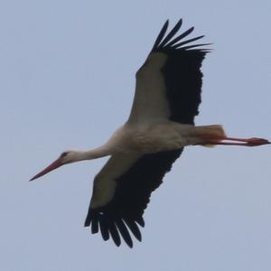 White Stork