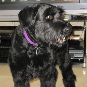 Giant Schnauzer