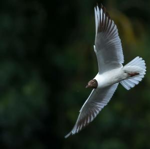 Black-headed Gull