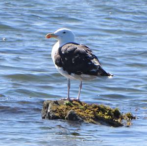 Great Black-backed Gull