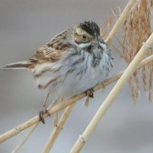 Reed Bunting