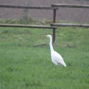 Great Egret