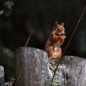 Eurasian Red Squirrel