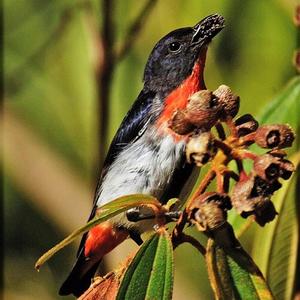 Mistletoebird