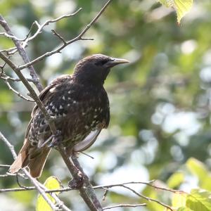 Common Starling