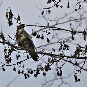 Mäusebussard