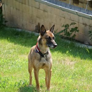 Belgian Malinois