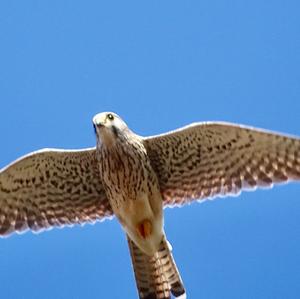 Common Kestrel