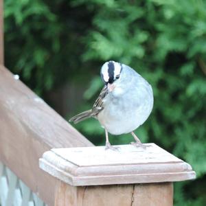 White-crowned Sparrow