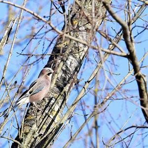 Eurasian Jay