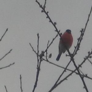 Eurasian Bullfinch