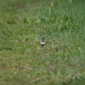 Bluethroat