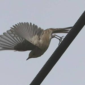 Spotted Flycatcher