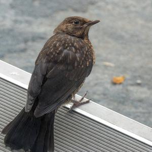 Eurasian Blackbird