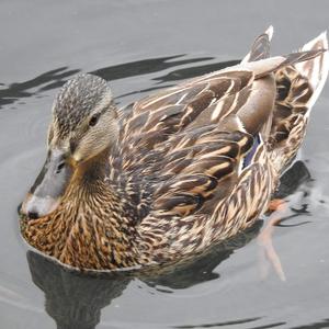 Mallard