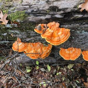 Chicken Mushroom