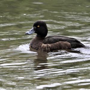 Tufted Duck