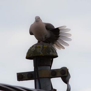 Eurasian Collared-dove