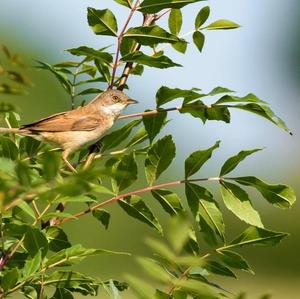 Common Whitethroat