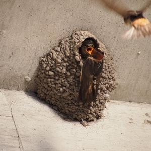 Cliff Swallow