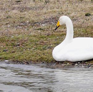 Whooper Swan